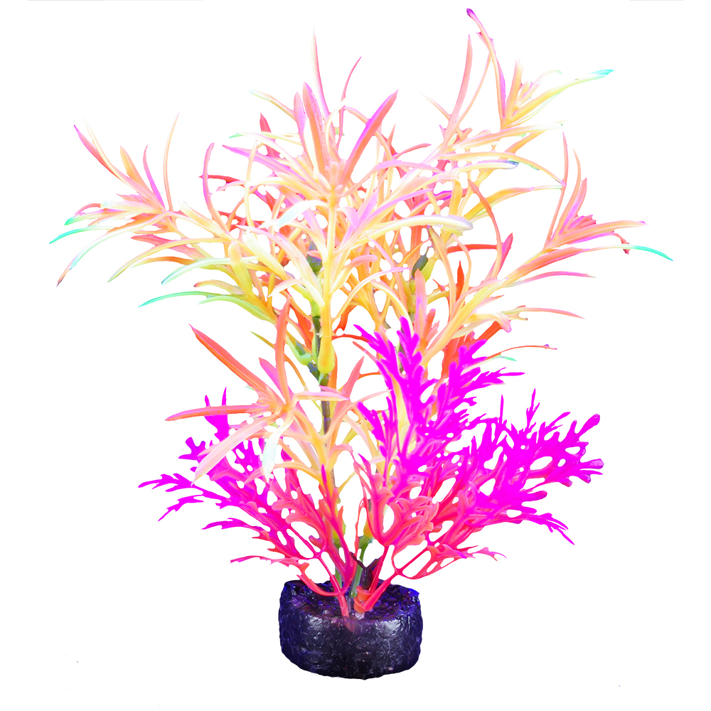 Plante iGlo Marina 5.5po/14cm