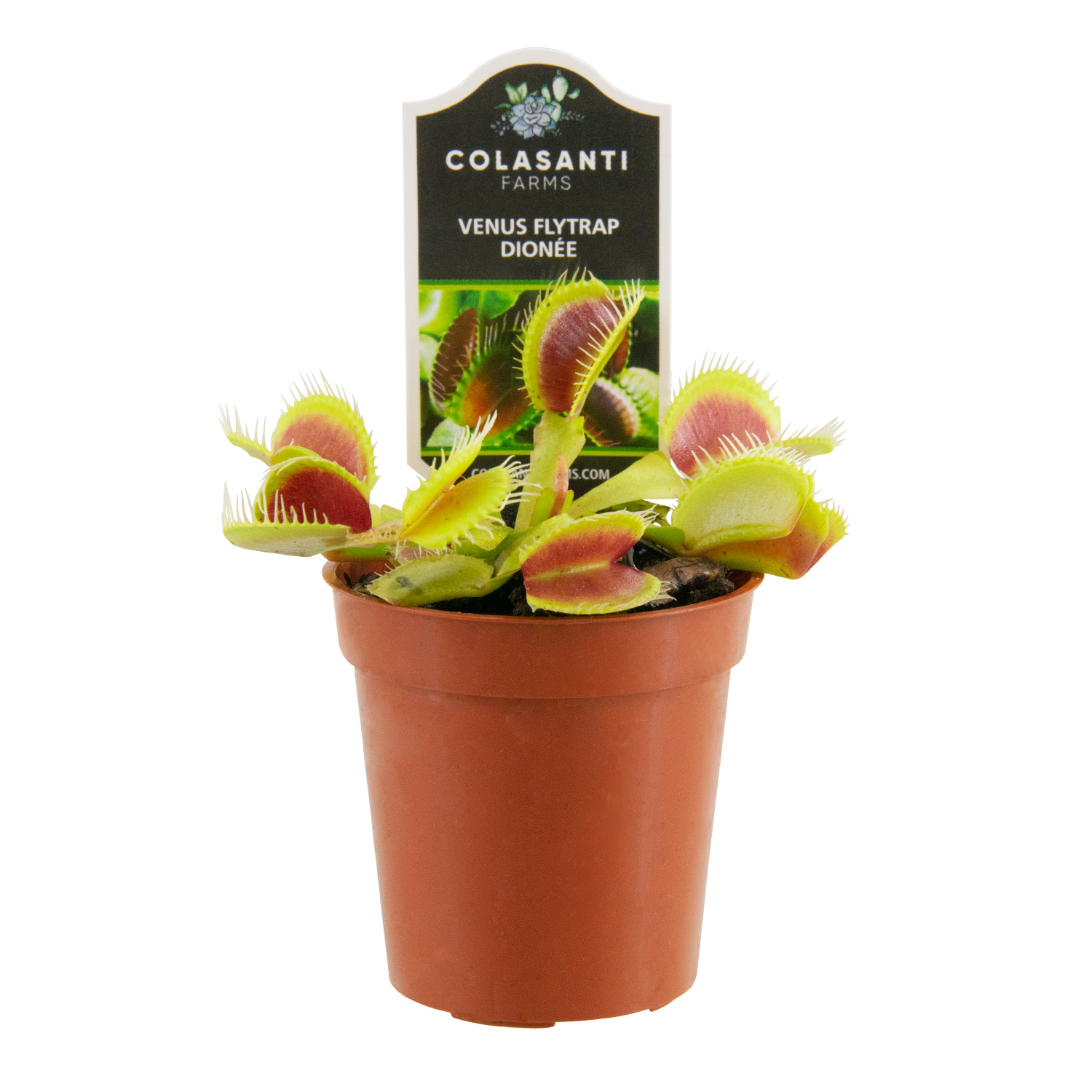 Colasanti Venus Flytrap