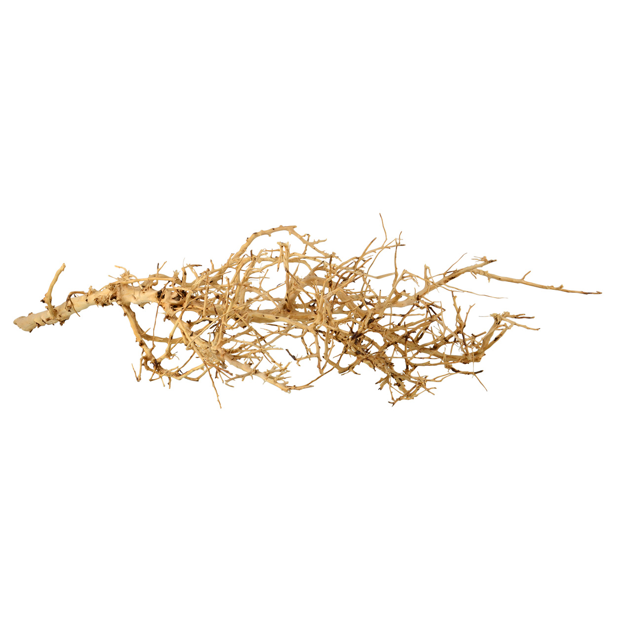 Birds Nest Wood