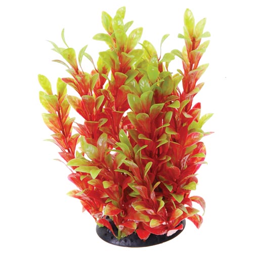 Underwater Treasures Red Ludwigia