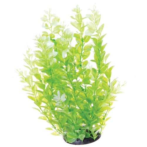 Underwater Treasures White Tipped Cardamine