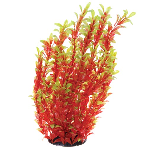 Underwater Treasures Red Ludwigia