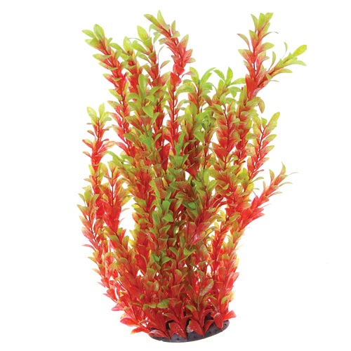 Underwater Treasures Red Ludwigia
