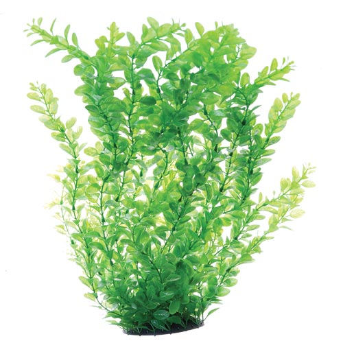 Underwater Treasures Green Cardamine