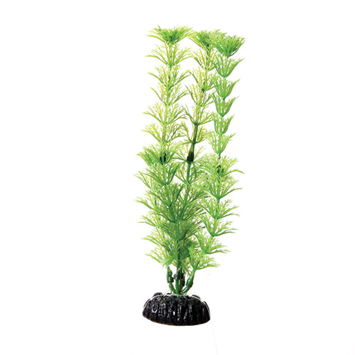 Underwater Treasures Green Cabomba