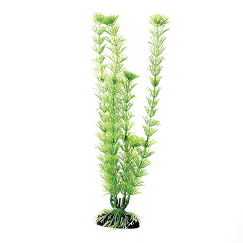 Underwater Treasures Green Cabomba