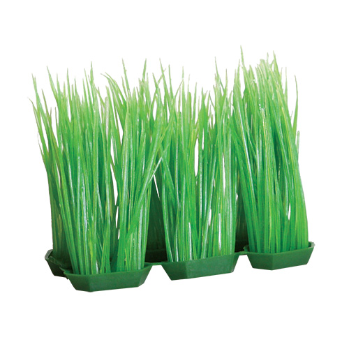 Underwater Treasures Foregrounder - Green Hairgrass