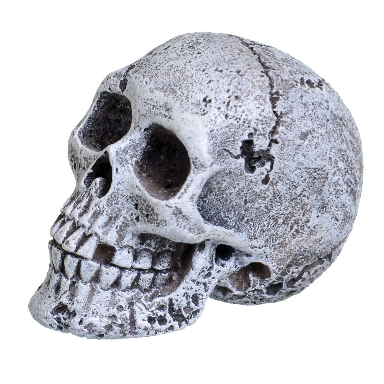 Underwater Treasures Mini Skull