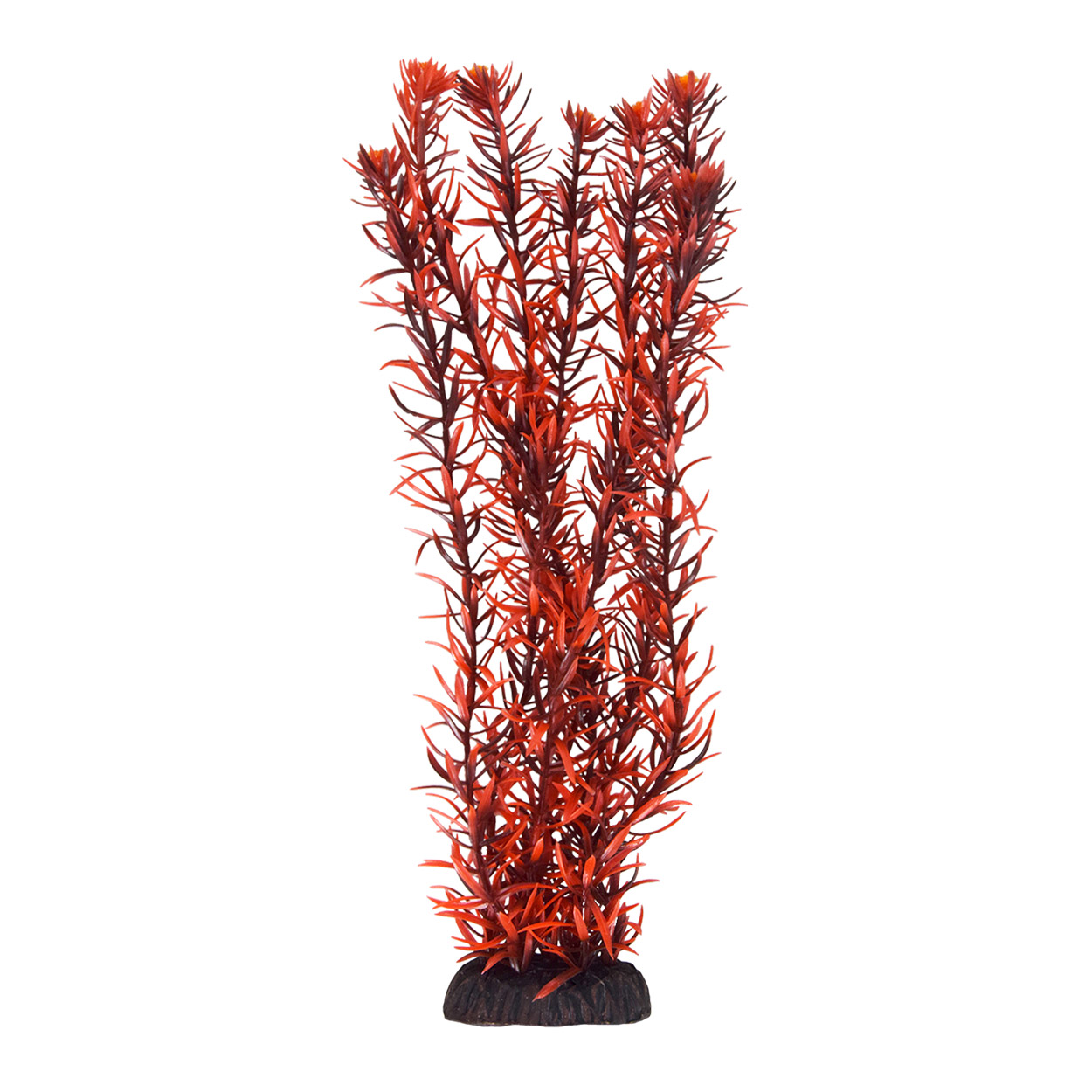 Underwater Treasures Rotala Indica