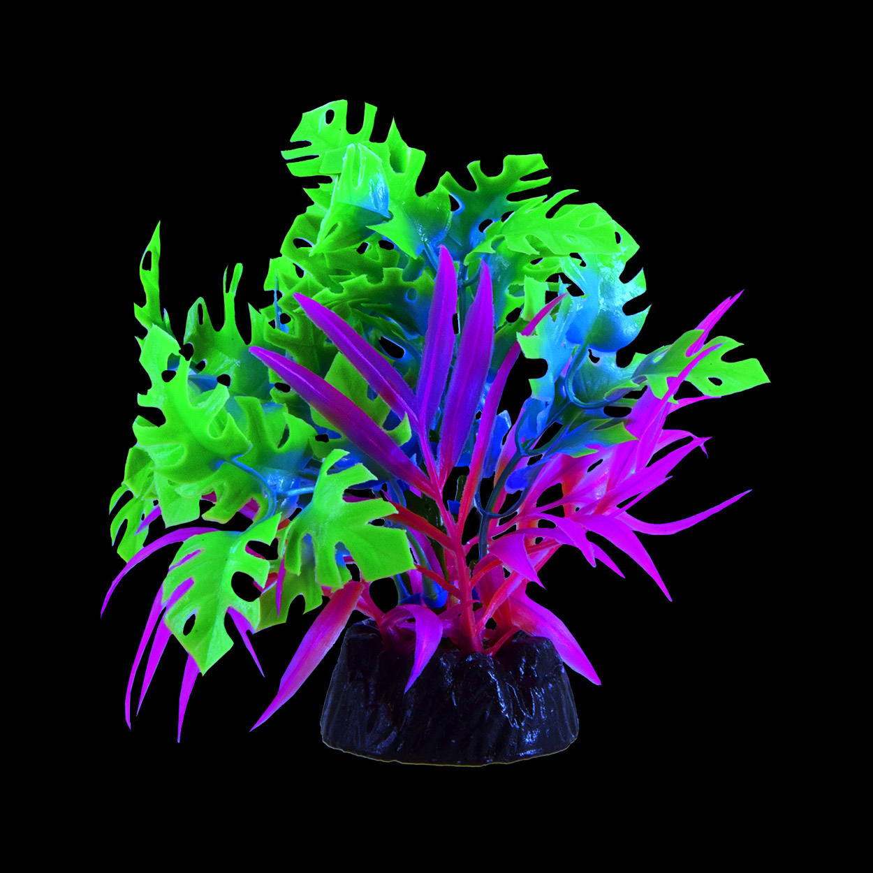 Underwater Treasures Glo Anubias