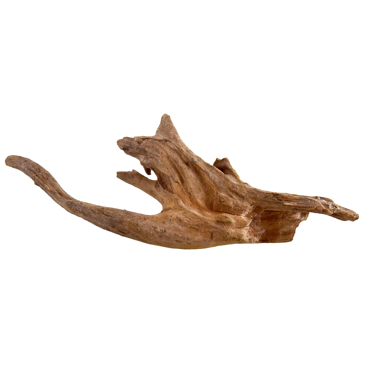 Kapas Root MD