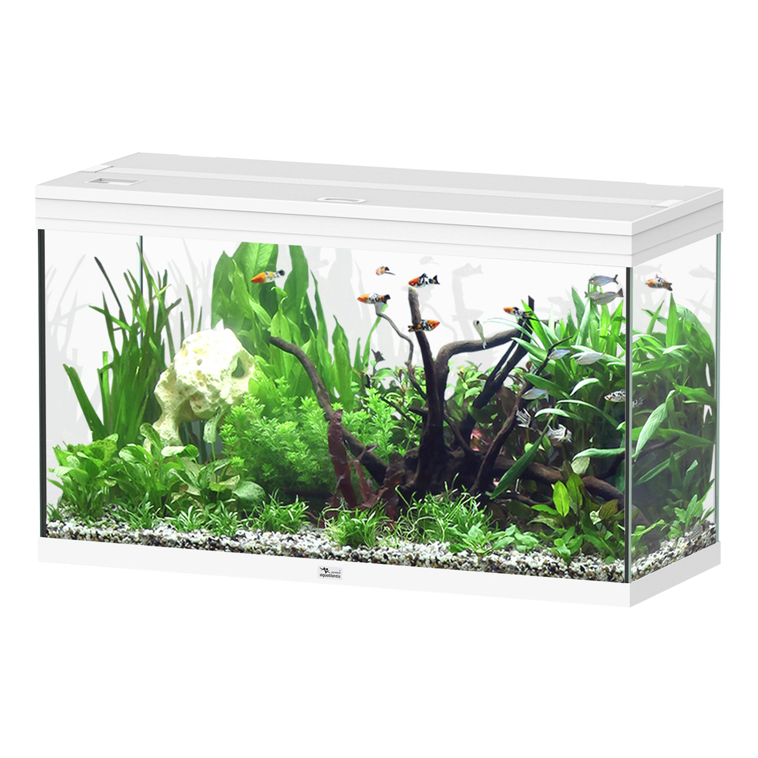 Aquatlantis Splendid Ultra 100 Tank