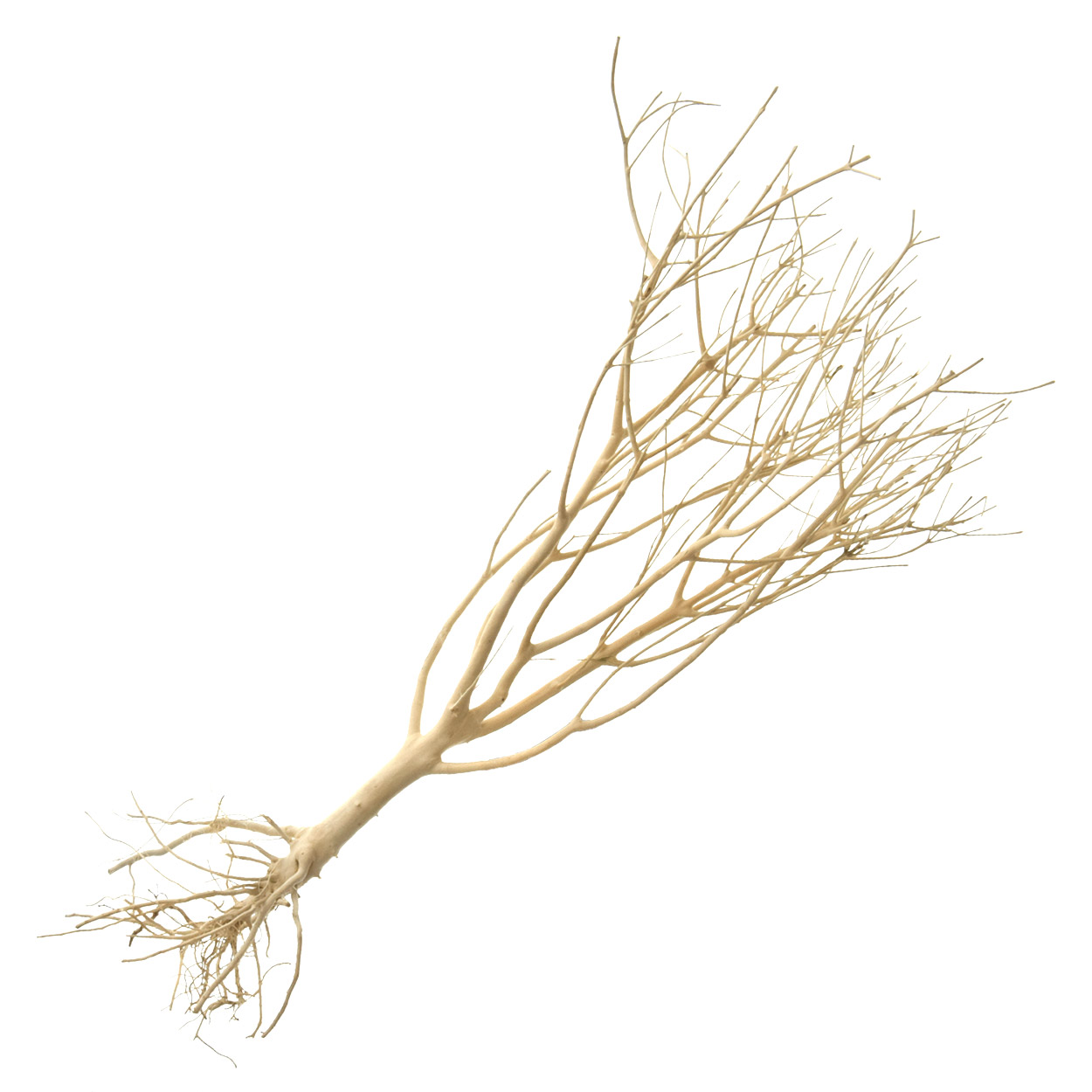 Phoetinia Wood